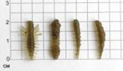 NANO MIX A, 2,0 см (0,8'') цвет 123 светлое пиво фото 2