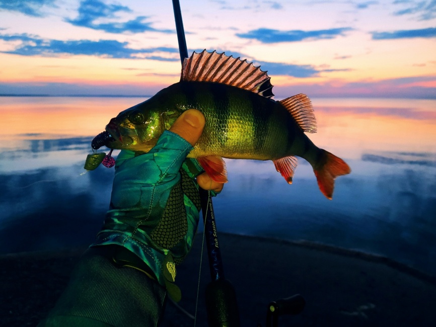 Lazy 3" (76 мм). Цвет С03 (вишнево-синий) фото 3