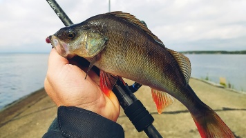 16.09.2022. Горьковское водохранилище. Городецкий район. Насыпь маяка